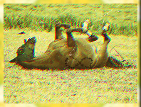DOWN CAVALLO DOWN CAVALLO