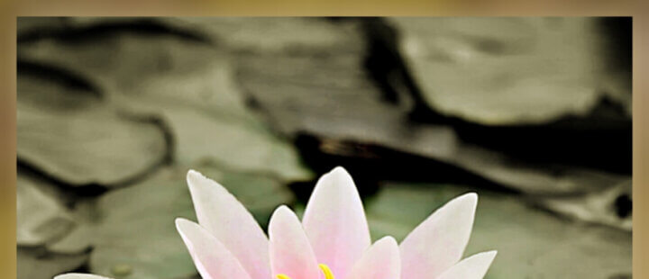 I fiori del Bene