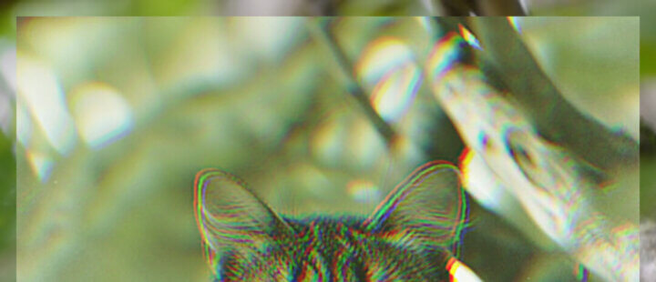 Met Cat
