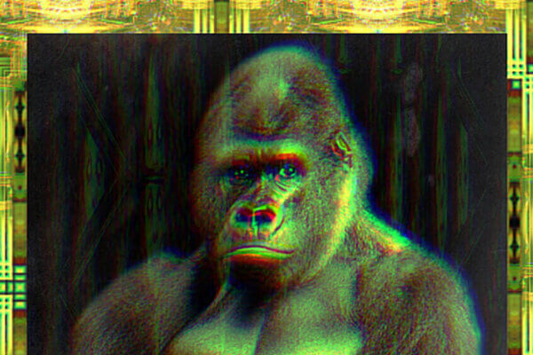 Gorilla