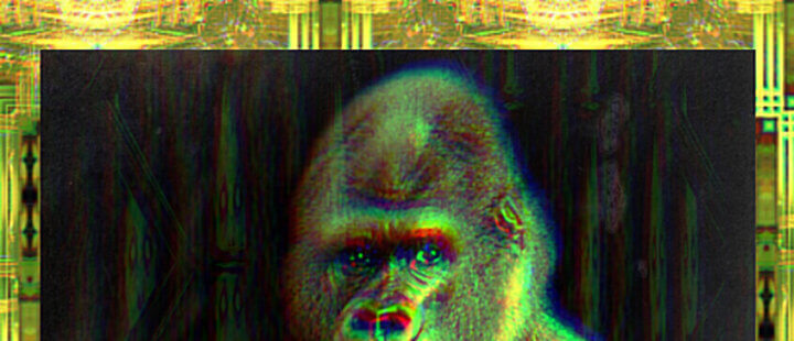 Gorilla